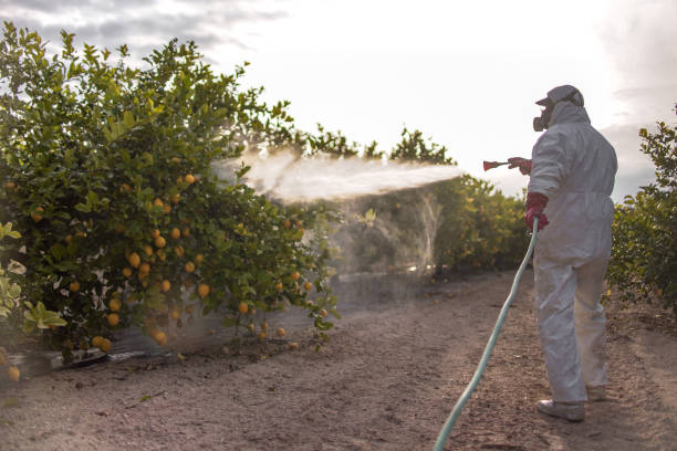 Best Spider Control Near Me  in Lockwood, MT